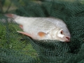 Plotice  obecná (Rutilus rutilus)