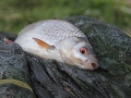 Plotice  obecná (Rutilus rutilus)