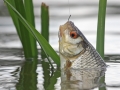 Plotice  obecná (Rutilus rutilus)