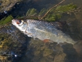 Plotice  obecná (Rutilus rutilus)