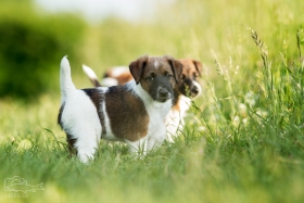 Foxteriér hladkosrstý (Fox Terrier Smooth)