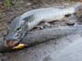 Štika obecná (Esox lucius)