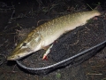 Štika obecná (Esox lucius)