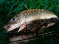 Štika obecná (Esox lucius)