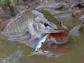 Štika obecná (Esox lucius)