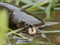 Sumec velký (Silurus glanis)