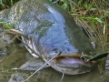 Sumec velký (Silurus glanis)