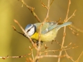 Sýkora modřinka (Cyanistes caeruleus)