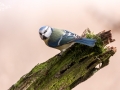 Sýkora modřinka (Cyanistes caeruleus)