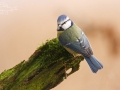 Sýkora modřinka (Parus caeruleus)