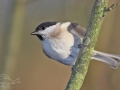 Sýkora babka (Parus palustris)