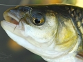 Jelec tloušť (Leuciscus cephalus)