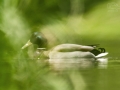 Kachna divoká (Anas platyrhynchos)
