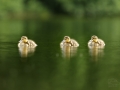 Kachna divoká (Anas platyrhynchos)