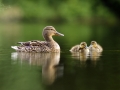 Kachna divoká (Anas platyrhynchos)