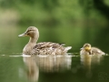 Kachna divoká (Anas platyrhynchos)