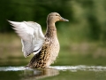 Kachna divoká (Anas platyrhynchos)