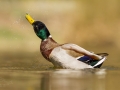 Kachna divoká (Anas platyrhynchos)