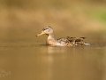 Kachna divoká (Anas platyrhynchos)