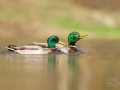 Kachna divoká (Anas platyrhynchos)
