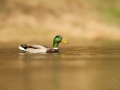 Kachna divoká (Anas platyrhynchos)