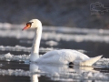 Labuť velká (Cygnus olor)