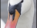 Labuť velká (Cygnus olor)
