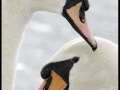 Labuť velká (Cygnus olor)