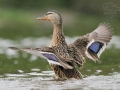 Kachna divoká (Anas platyrhynchos)