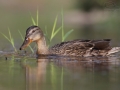 Kachna divoká (Anas platyrhynchos)