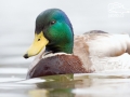 Kachna divoká (Anas platyrhynchos)