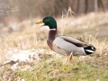 Kachna divoká (Anas platyrhynchos)