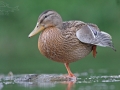 Kachna divoká (Anas platyrhynchos)