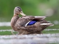 Kachna divoká (Anas platyrhynchos)