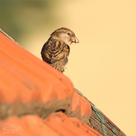 Vrabec domácí (Passer domesticus)