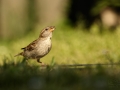 Vrabec domácí (Passer domesticus)