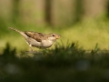 Vrabec domácí (Passer domesticus)