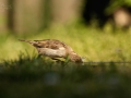 Vrabec domácí (Passer domesticus)