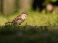 Vrabec domácí (Passer domesticus)