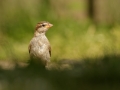 Vrabec domácí (Passer domesticus)