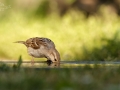 Vrabec domácí (Passer domesticus)