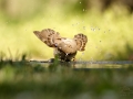 Vrabec domácí (Passer domesticus)