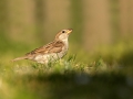 Vrabec domácí (Passer domesticus)