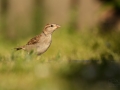 Vrabec domácí (Passer domesticus)