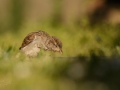 Vrabec domácí (Passer domesticus)
