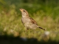 Vrabec domácí (Passer domesticus)