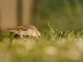 Vrabec domácí (Passer domesticus)