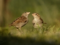 Vrabec domácí (Passer domesticus)