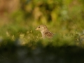 Vrabec domácí (Passer domesticus)