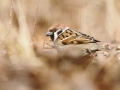 Vrabec polní (Passer montanus)